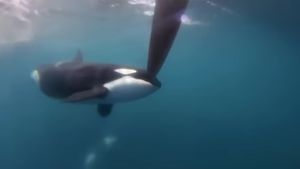 VIDEO Imagini spectaculoase cu o orcă și un yacht pe care îl ”ghidează” în timp ce împinge cârma ambarcațiunii