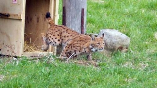După Doru și Goru, un nou râs din Carpații României va ajunge în Parcul Național Paklenica din Croația