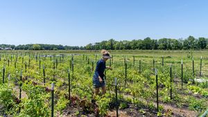 G4Food: Un nou studiu arată că pe terenurile din apropierea fermelor ecologice crește consumul de pesticide