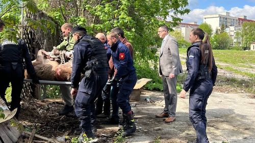 Cerb rătăcit în mijlocul Brașovului / Animalul a fost prins în zona unei foste întreprinderi / Va fi dus înapoi în pădure