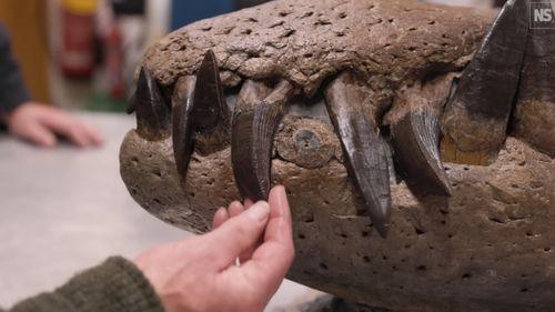 Un prădător antic cu dinți în formă de sabie descoperit în Spania este cel mai vechi din specia sa