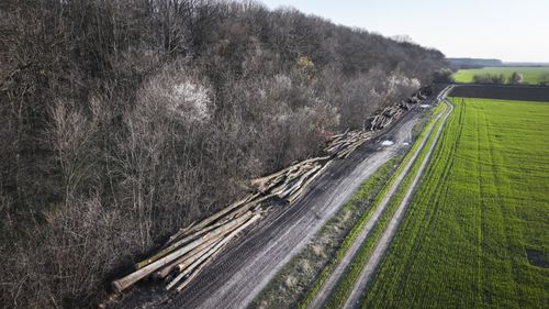 Interzicerea exploatărilor de lemn și realizarea de împăduriri în Ilfov, introduse ca amendamente într-un proiect de Cod Silvic, la presiunea civică pentru crearea centurii verzi București-Ilfov