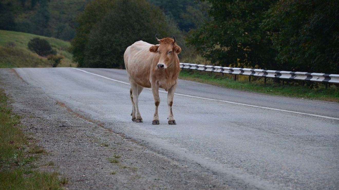 Accident în Suceava: Un pieton a fost rănit de o vacă acroșată de o mașină