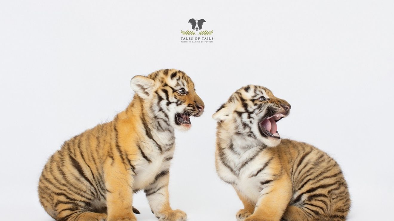 FOTO Doi pui de tigru siberian s-au născut la Zoo Oradea / Încă nu au nume / ”Le-am administrat deja primul vaccin, urmează al doilea”