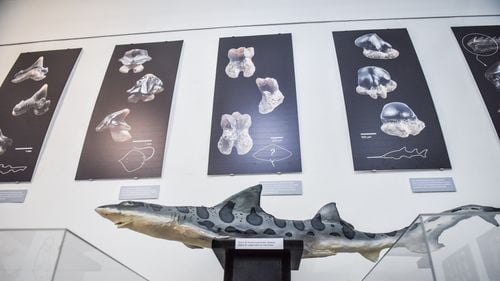 Cercetător român: Am descoperit posibile noi specii de rechini din perioada Eocen în Transilvania / „Sunt dinți cu morfologii complet noi”