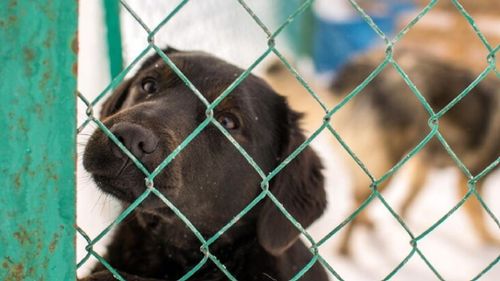 EXCLUSIV | Primul centru special destinat adopțiilor de căței va fi deschis în județul Ilfov. Imobilul a fost deja închiriat și se lucrează la amenajarea lui: “Scopul nu e să băgăm niște câini în adăpost, ci să le schimbăm viețile”