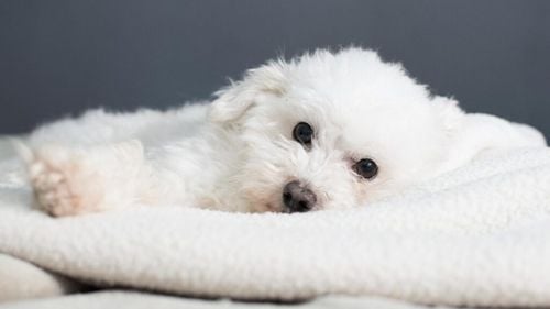 OLX taie elanul samsarilor de câini: Anunțurile suspecte au scăzut cu 74% după introducerea codului de microcip obligatoriu