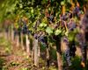 Podgoria Aradului. Nouă primării din județ și producătorii de vin vor să se unească pentru promovarea turistică / În 1990 existau aici 6.500 de hectare de viță de vie, în prezent mai sunt doar 1.000 de hectare