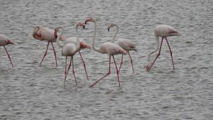 Păsările Flamingo din Deltă, gonite de oameni. Ornitolog: Au fost hăituite continuu de turişti, fotografi, toată lumea le-a urmărit cu drone, cu bărci, cu tot ce e posibil pentru a face o poză bună