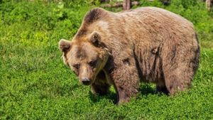 Crescătorii de ovine din Franța solicită Uniunii Europene să abordeze problema creșterii numărului de atacuri ale urșilor