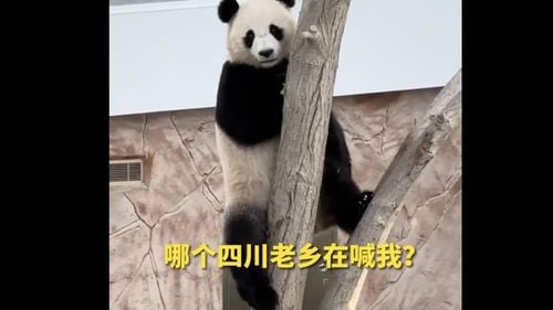 Taiwanul anunță decesul unui Panda gigant, oferit de China în urmă cu 14 ani
