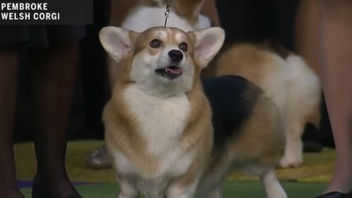 Expoziţie dedicată câinilor corgi ai suveranei Marii Britanii, la șase luni de la moartea acesteia