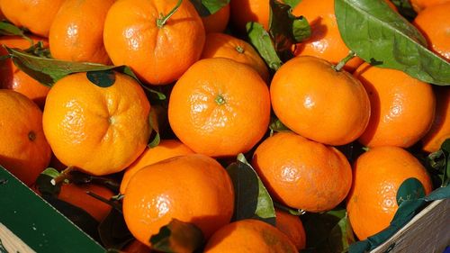 Calea mandarinelor grecești: culese din livezile din Missolonghi și Patras, fructele sunt transportate cu camioanele în piețele de gros din București