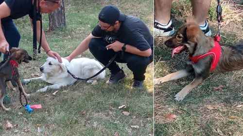 FOTOREPORTAJ Un dresor îi învață pe proaspeții stăpâni de câini maidanezi, adoptați de la târgurile ASPA ce au de făcut: E o altă specie, noi ne raportăm la comunicarea lor. Ierarhia la acești câini e clar structurată, ori conduci tu, ori conduc ei
