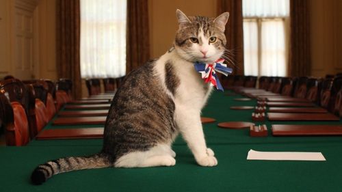 Larry împlineşte 15 ani de când este cea mai importantă pisică politică a Marii Britanii. Parcursul motanului din adăpost pe covorul roșu