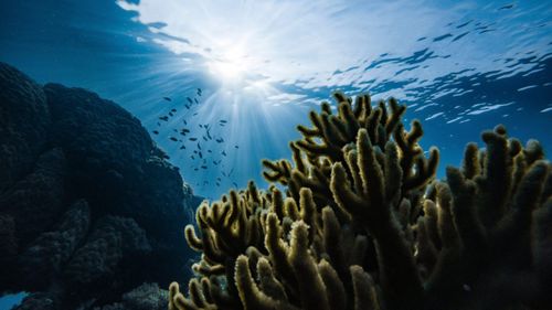 Temperatura de suprafață a oceanului în apropiere de Florida a depășit 38 de grade Celsius, ceea ce pare a fi un record global: "Nu ne așteptam ca încălzirea să aibă loc atât de devreme și să fie atât de extremă"