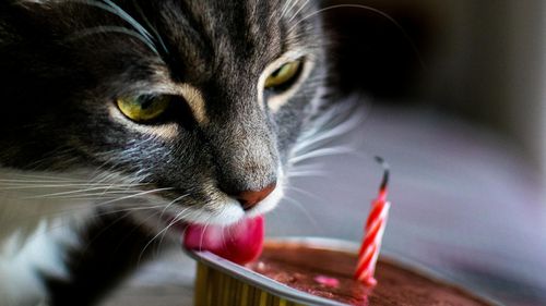 Un nou studiu arată un grad de acceptare crescut pentru alimentele pe bază de insecte pentru animale de companie