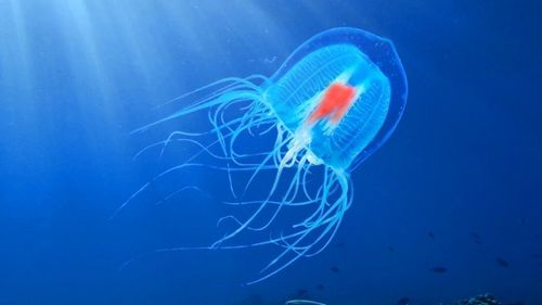 STUDIU Oamenii de știință din Spania au descoperit codul genetic al „meduzei nemuritoare”. Cum reușește creatura marină să inverseze procesul de îmbătrânire