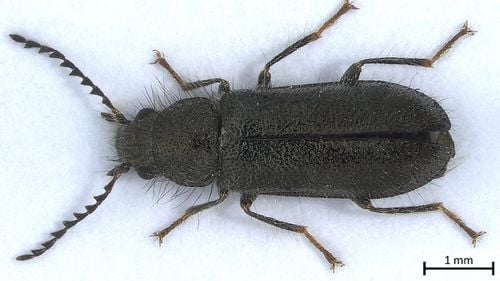 O specie de insectă, descoperită pentru prima oară în România în rezervația Dunele Marine de la Agigea