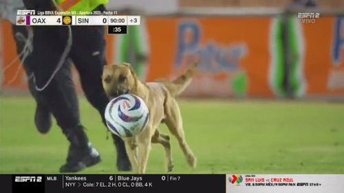 VIDEO Momente amuzante pe un stadion din Mexic: Un câine a prins mingea și a "fentat" minute bune jucătorii și oamenii de ordine