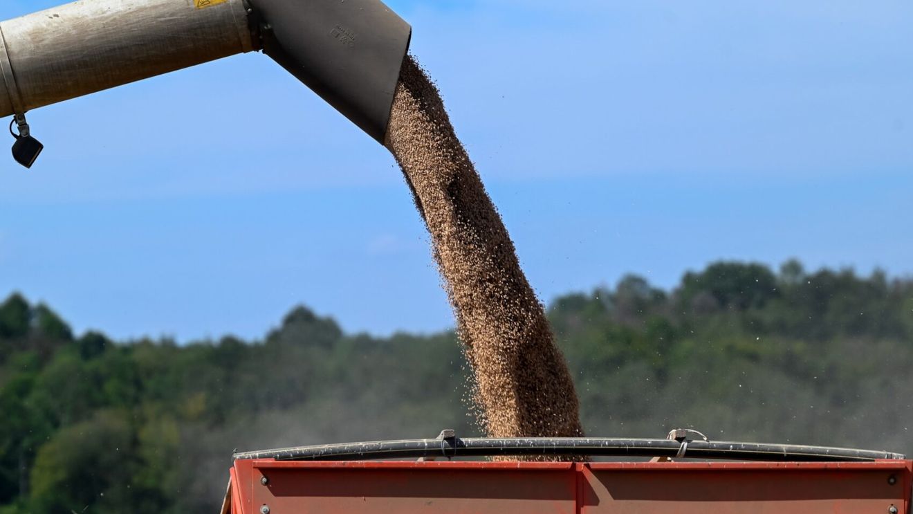 Belarusul anunță la ONU că va accepta tranzitul de cereale ucrainene pe teritoriul său