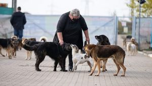 Doamna și vagabonzii: Simona Măntescu, îngerul celor 1.500 de câini din adăpostul de la Tomești / Interviu exclusiv: ”Câinii au dreptul la o viață demnă, iar noi suntem cei responsabili de demnitatea lor”