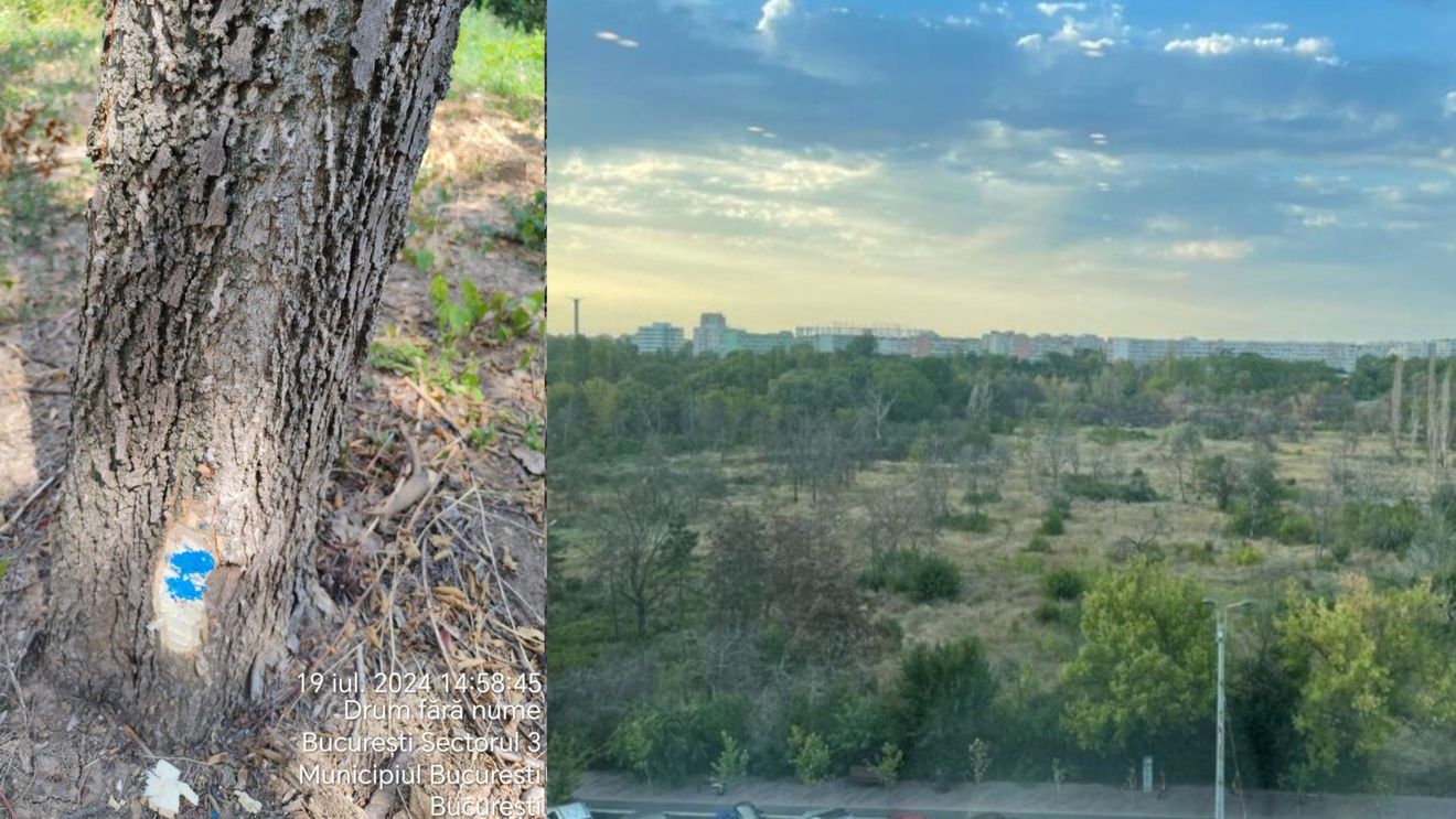 Controverse după ce Romsilva a intrat în Parcul IOR și a marcat copaci uscați ce pot fi propuși pentru tăiere, în baza unui contract semnat cu o firmă care a închiriat un teren în zona retrocedată