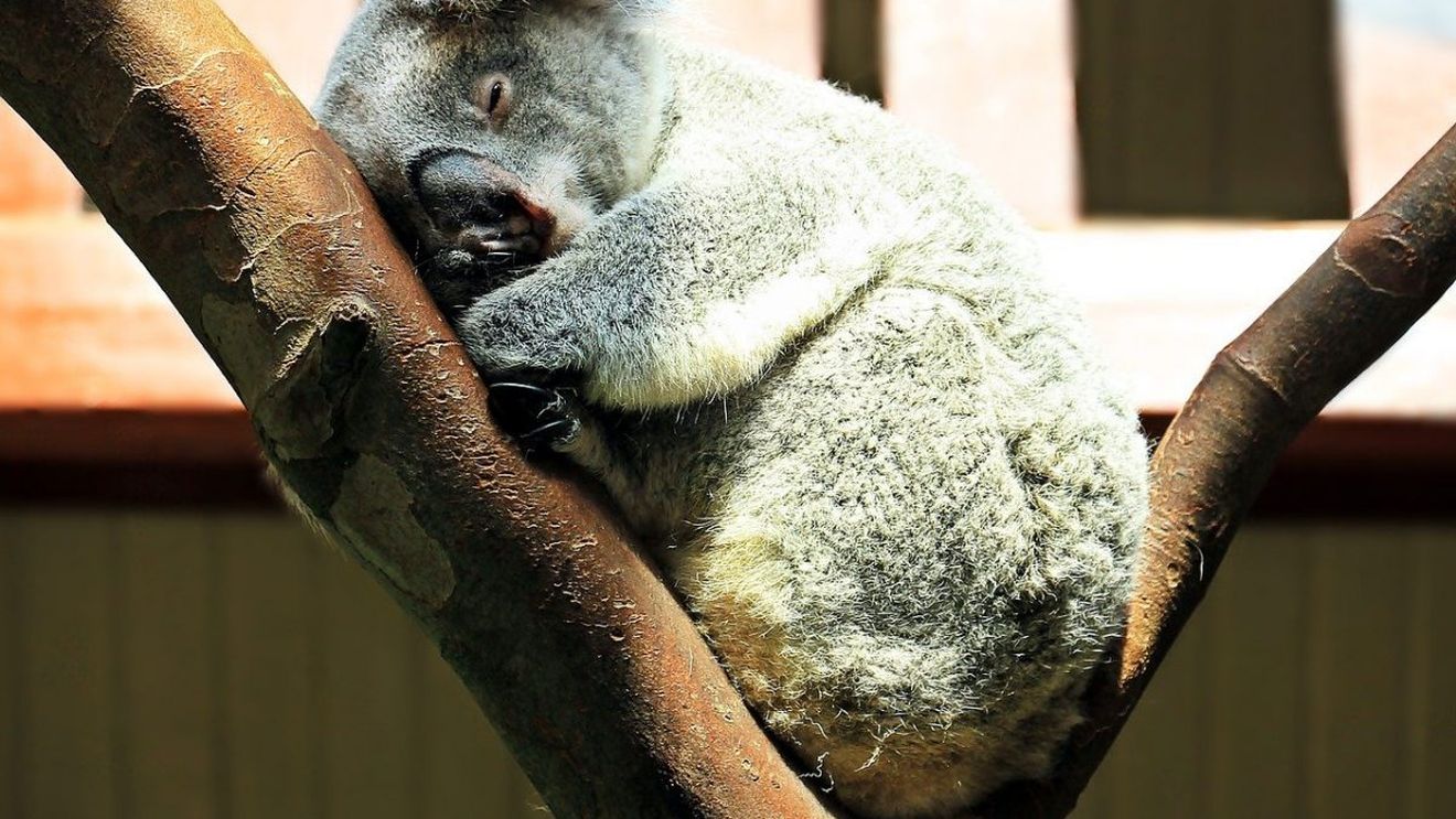 Recensământ cu drone pentru populația de koala din Australia