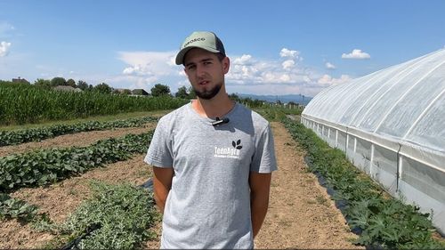 VIDEO | Rețeta unui tânăr inginer horticol din Maramureș pentru legume sănătoase / Dacian Tînc: „Azotul oferă o creștere mai voluminoasă a plantei, dar o dezechilibrează. Efectul final este o cantitate mare de nitriți și nitrați în produs”