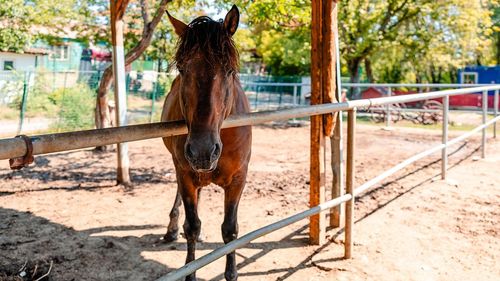 Nicuşor Dan: 49 de cai pot fi vizitaţi zilnic în adăpostul din şoseaua Petricani; intrarea este liberă