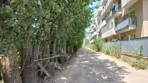 Drum de pământ sau arteră cu patru benzi de circulaţie, trotuare și piste pentru biciclete? Șicane între Primăria Capitalei și Primăria Sectorului 6 pe seama neacordării unui aviz de defrișare