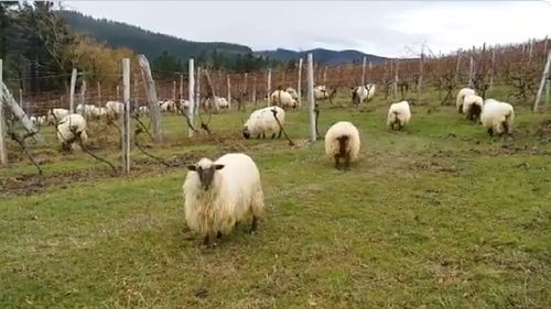 O nouă viaţă pentru lâna de oaie Latxa: posibilă înlocuitoare a plasticului / Crescătorii de oi rămân cu mii de tone de lână pe an din cauza sancțiunilor impuse de UE Rusiei