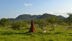 Oamenii de știință din Africa de Sud au descoperit mușuroaie de termite de acum 30.000 de ani, cele mai vechi din lume
