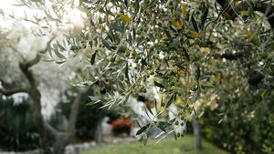 Căldura extremă din Italia are efecte devastatoare asupra culturii măslinelor: ”Producția va fi cu 80% mai mică”
