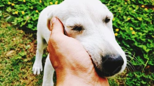 Cum se comportă câinii când simt miros de boală? Mecanismul prin care animalele depistează boala cu o precizie mai mare decât unele teste medicale