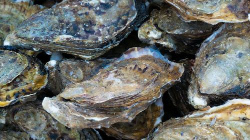 Crescătorii de stridii din Italia se gândesc să cultive perle în apele încălzite ale Mediteranei