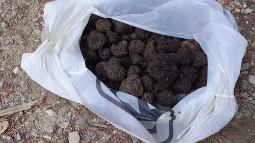 Un român şi un italian, prinşi de jandarmi după ce au cules peste un kilogram şi jumătate de trufe negre din pădure, în zona de munte a judeţului Prahova