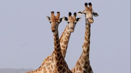 Cercetătorii au descoperit că strămoșii girafelor nu își foloseau gâturile lungi doar pentru a ajunge la frunzele copacilor înalți, ci mai ales în luptele dintre masculi