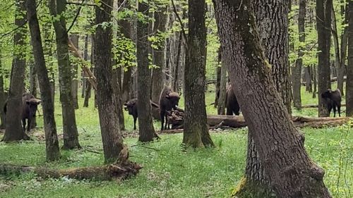 VIDEO Pauza de respirație: Turmă de zimbri în libertate într-o pădure a Parcului Natural Vânători Neamț
