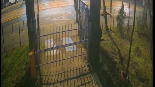 VIDEO Trei vulpi, surprinse de camere de supraveghere la Muzeul Antipa, în centrul Bucureștiului