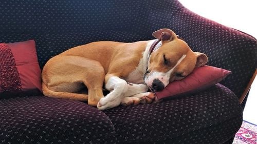 VIDEO EXCLUSIV | Cum îți aranjezi casa astfel încât să fie prietenoasă pentru animale: Sfaturile medicului veterinar Beatrice Ilea