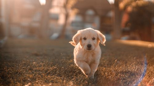 Marea Britanie: Răpirea animalelor de companie va deveni infracțiune penală. Aproximativ 2.000 de câini au fost furați anul trecut