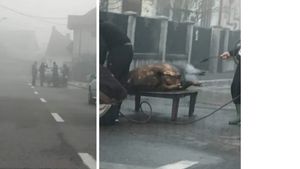 Porc tăiat pe o stradă din Târgu Jiu