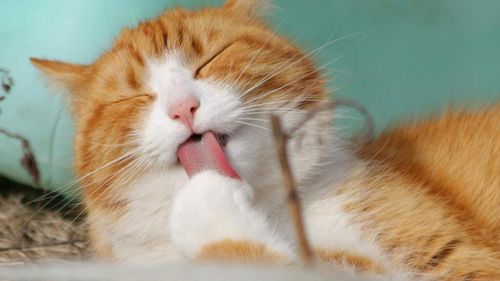 Oamenii și animalele de companie pot fi îngropați împreună în cimitirele din Milano / Municipalitatea: "Este un act de civilizație” / Pe piatra funerară nu va apărea numele animalului, e posibilă doar fotografia, alături de stăpân