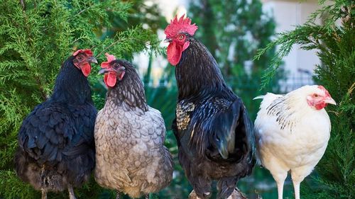 Al doilea focar de gripă aviară a fost confirmat în satul Țigănești din Teleorman