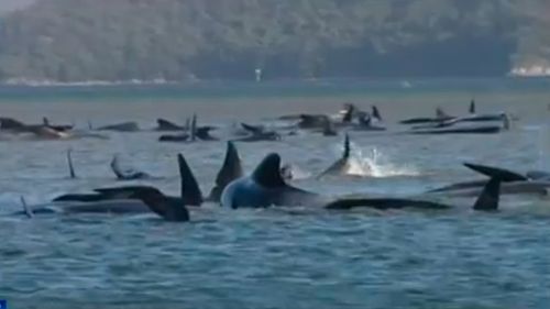 Islanda intenționează să renunțe la vânătoarea de balene începând din 2024