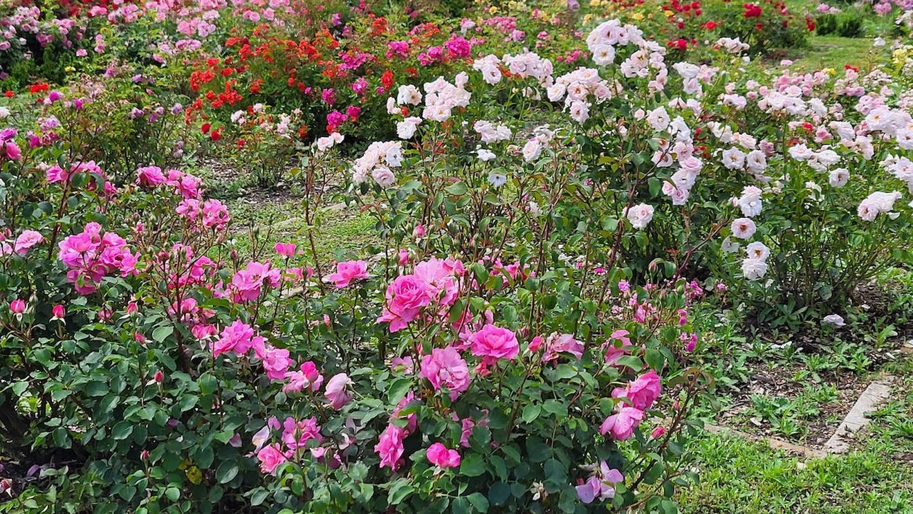 Șapte țări s-au aliat pentru a proteja uleiul de trandafiri / Comisia Europeană pregătește un regulament conform căruia uleiurile esențiale vor fi clasificate ca produse chimice