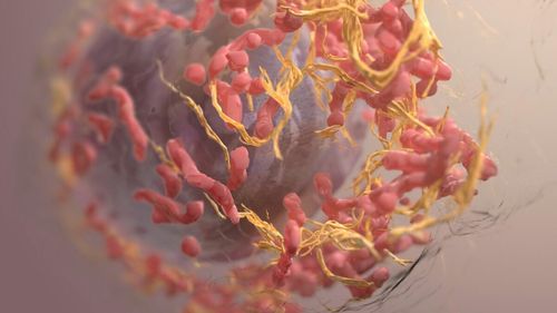 Un vaccin cu bacterii modificate, promiţător ca imunoterapie împotriva cancerului / Este capabil să controleze sau să elimine creşterea tumorilor primare sau metastatice avansate