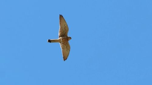 După mai bine de un secol, cuibăritul vânturelului mic a fost confirmat în România