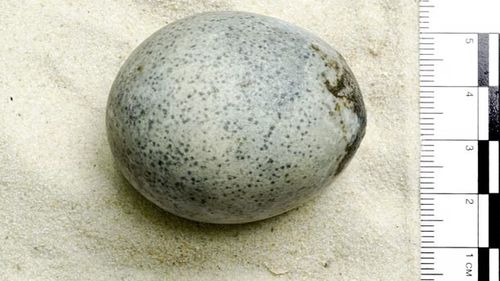 Un ou din perioada romană descoperit în Anglia conţine încă lichid / Cum a ajuns oul într-o groapă în care se fabrica bere